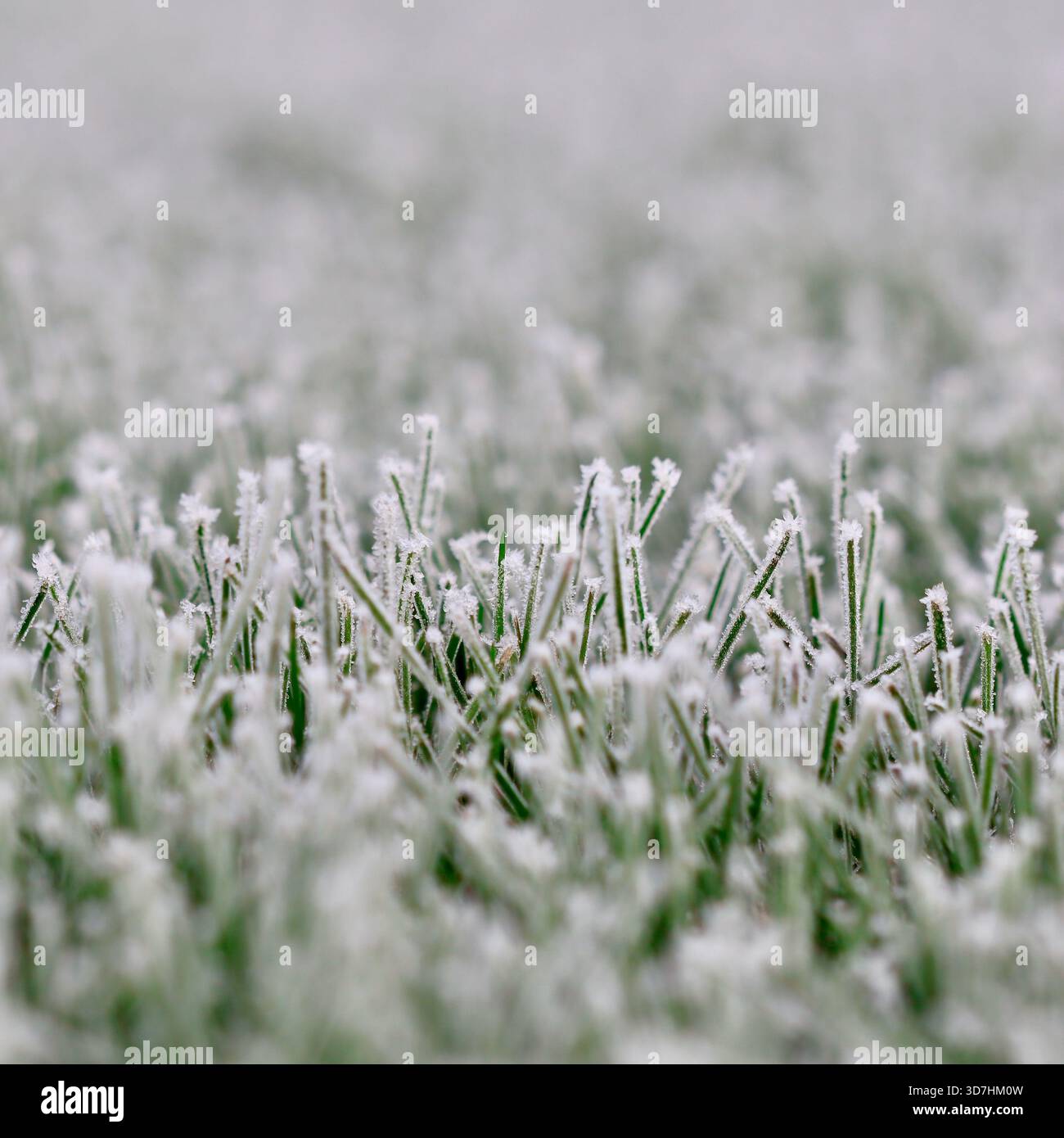 Lame d'erba verde ricoperte di ghiaccio bianco, che mostrano intricati cristalli di ghiaccio durante una fredda mattinata invernale Foto Stock