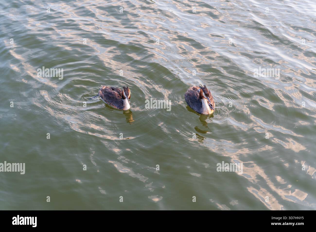 L'uccello d'acqua Great crested Grebe nuotare nel lago, e i suoi bambini carini a cavallo sulla sua schiena. Il grande grebe scricchiolito, Podiceps cristatus, è un mem Foto Stock