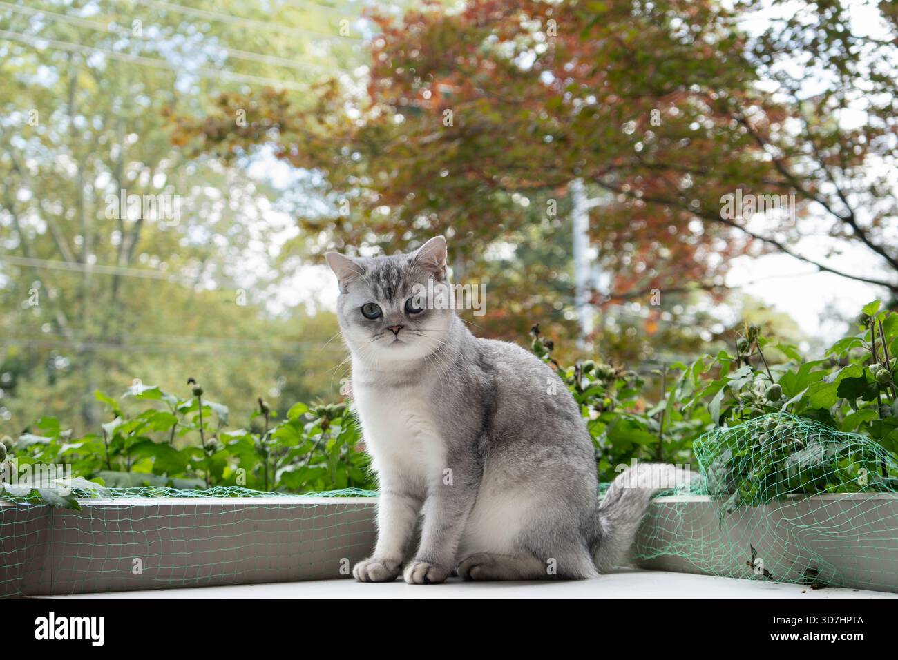 Un gatto tabby argentato si trova nel verde, guardando serenamente la macchina fotografica. Hamilton, AVANTI Foto Stock