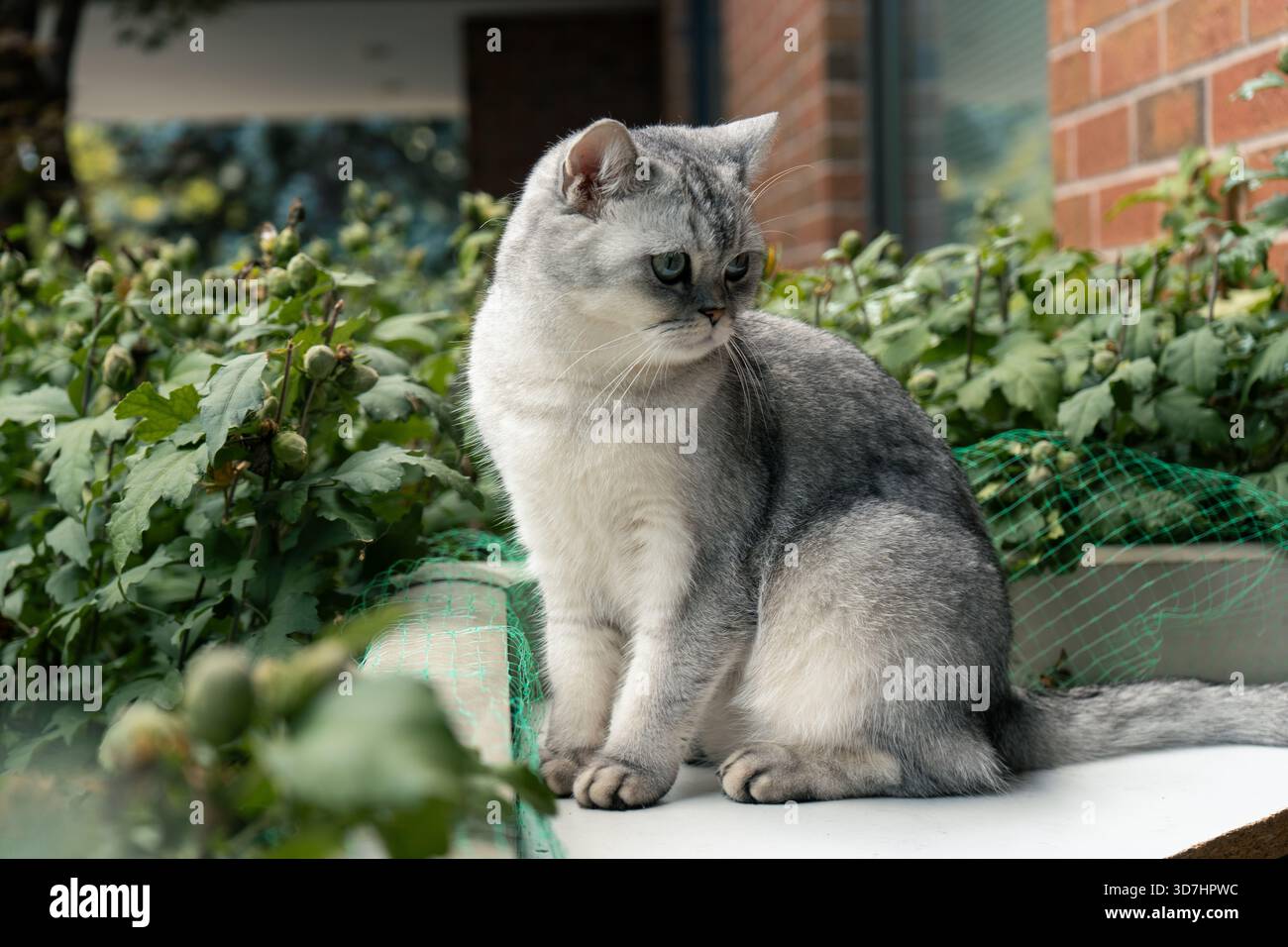 Un gatto argentato si siede all'esterno nel giardino godendosi il sole. Hamilton, AVANTI Foto Stock