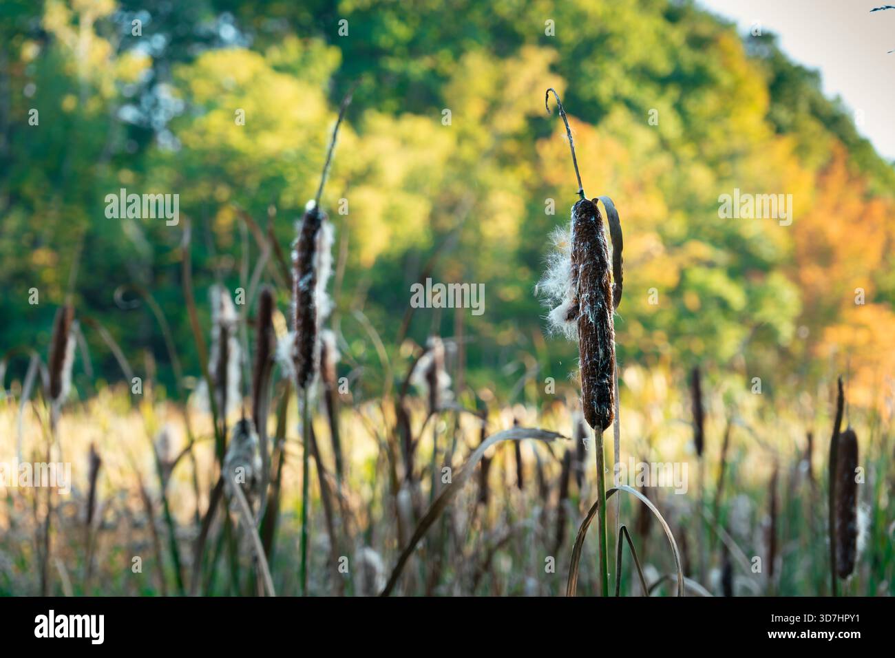 Cattail che ondeggiano nella brezza, mostrando la bellezza della natura e i toni autunnali. Hamilton, AVANTI Foto Stock