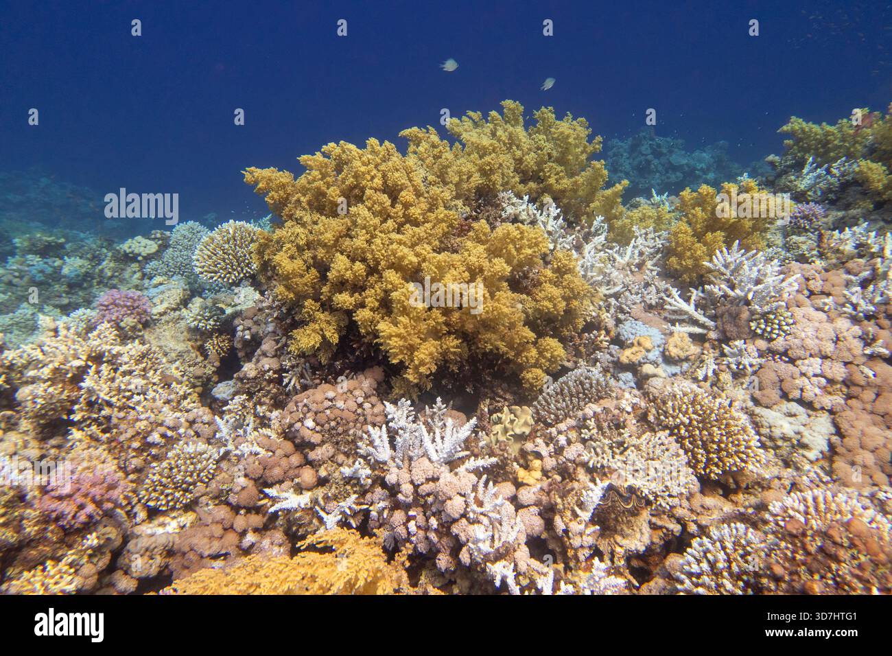 Barriera corallina colorata e pittoresca in fondo al mare tropicale, corallo giallo broccoli, paesaggio subacqueo Foto Stock