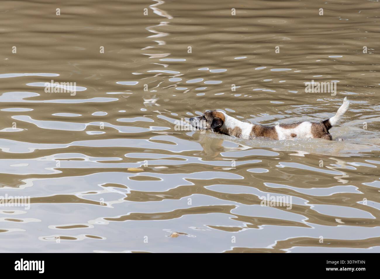 Il cane nuota in acqua torbida con la coda sollevata Foto Stock