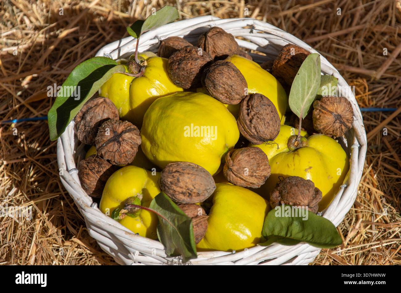 un cestino contenente principi e noci. Il Quince è un pome fruttato giallo brillante e profumato legato alle mele e alle pere, mentre le noci sono noci commestibili. Foto Stock