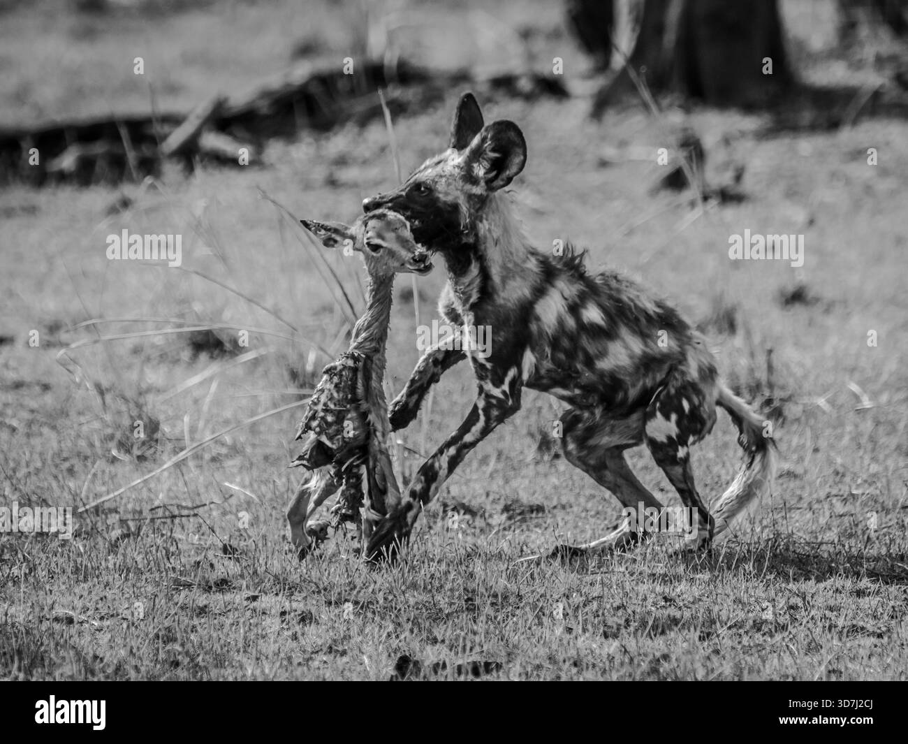 I cani selvatici africani sono rari nella natura selvaggia africana. abbiamo incontrato tre branchi selvaggi in un giorno. Questo cane selvatico sta scappando via con la sua cattura. Foto Stock