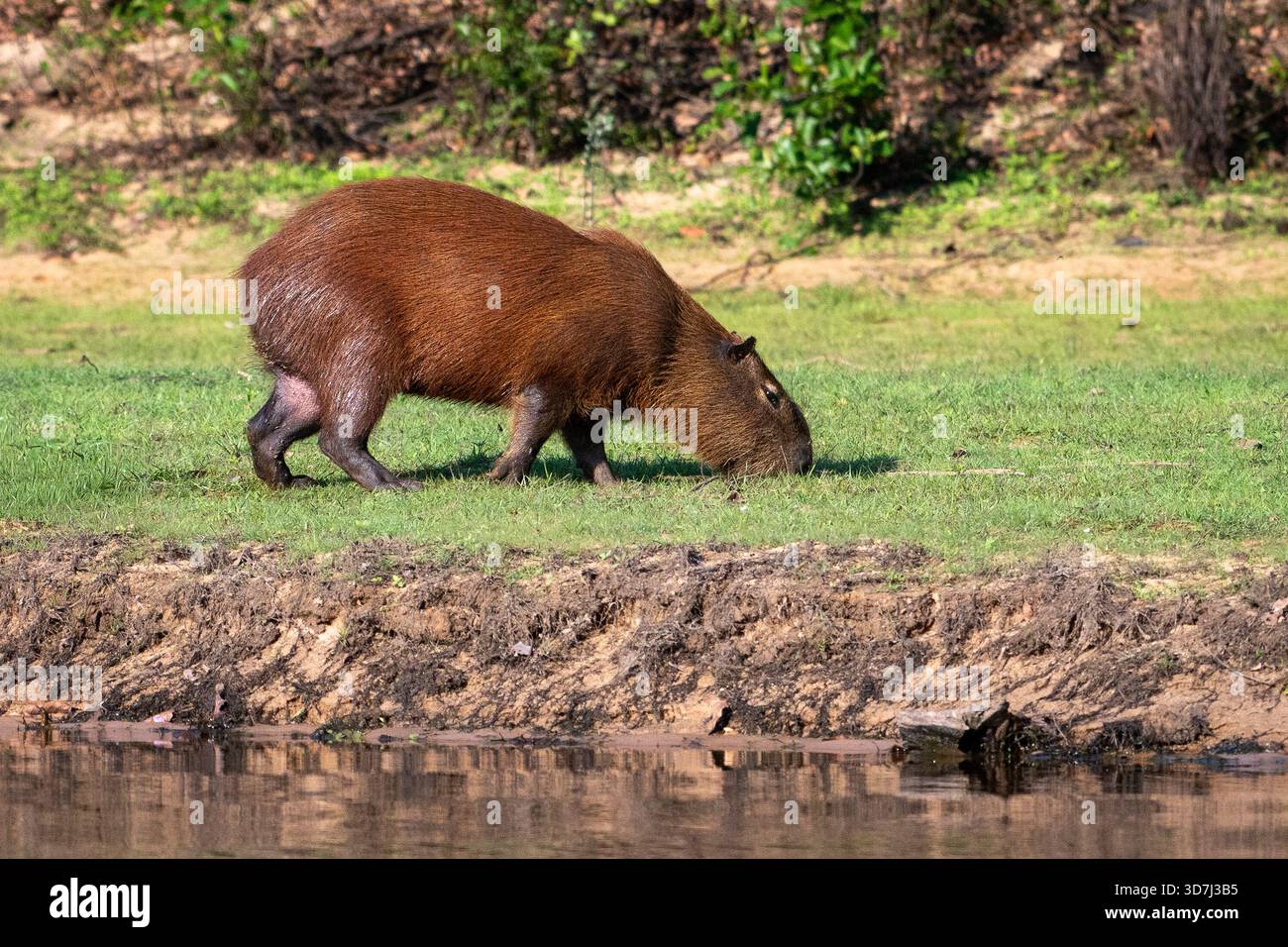 Capybara, Hydrochoerus hydrochaeris, nel Pantanal, Brasile Foto Stock