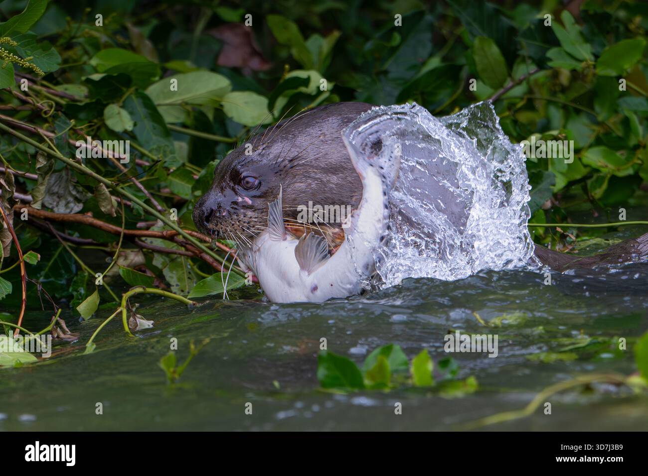 Lontra gigante (Pteronura brasiliensis) con pesci Foto Stock