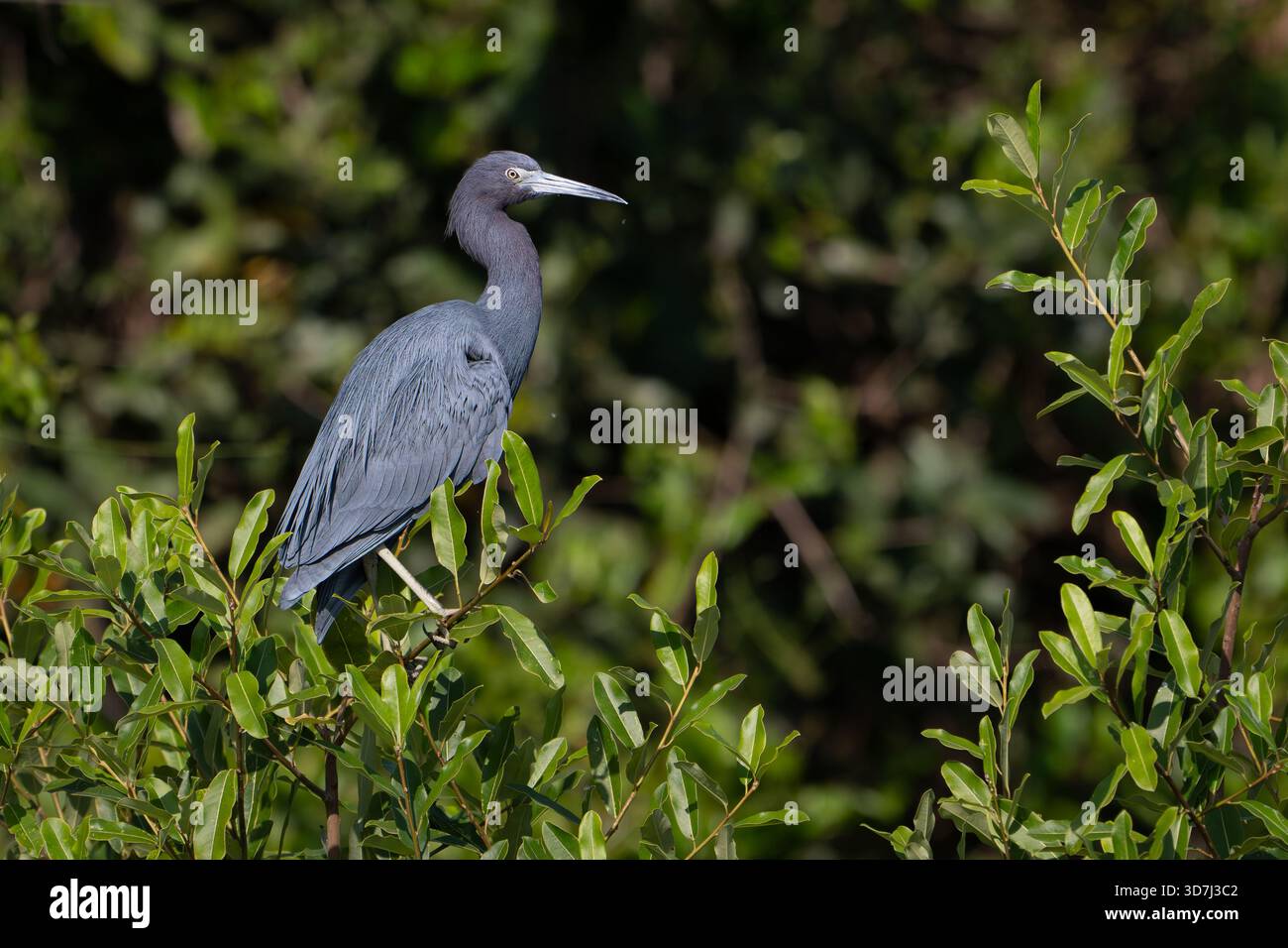 Piccolo airone blu (Egretta caerulea(, arroccato nel Bush Foto Stock