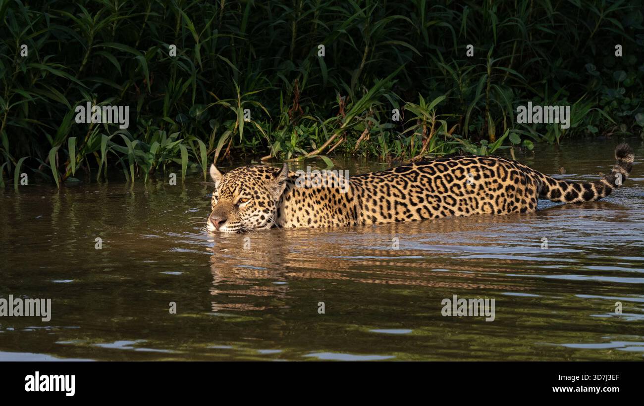 Jaguar, Panthera onca, nuoto, Pantanal Brasile Foto Stock