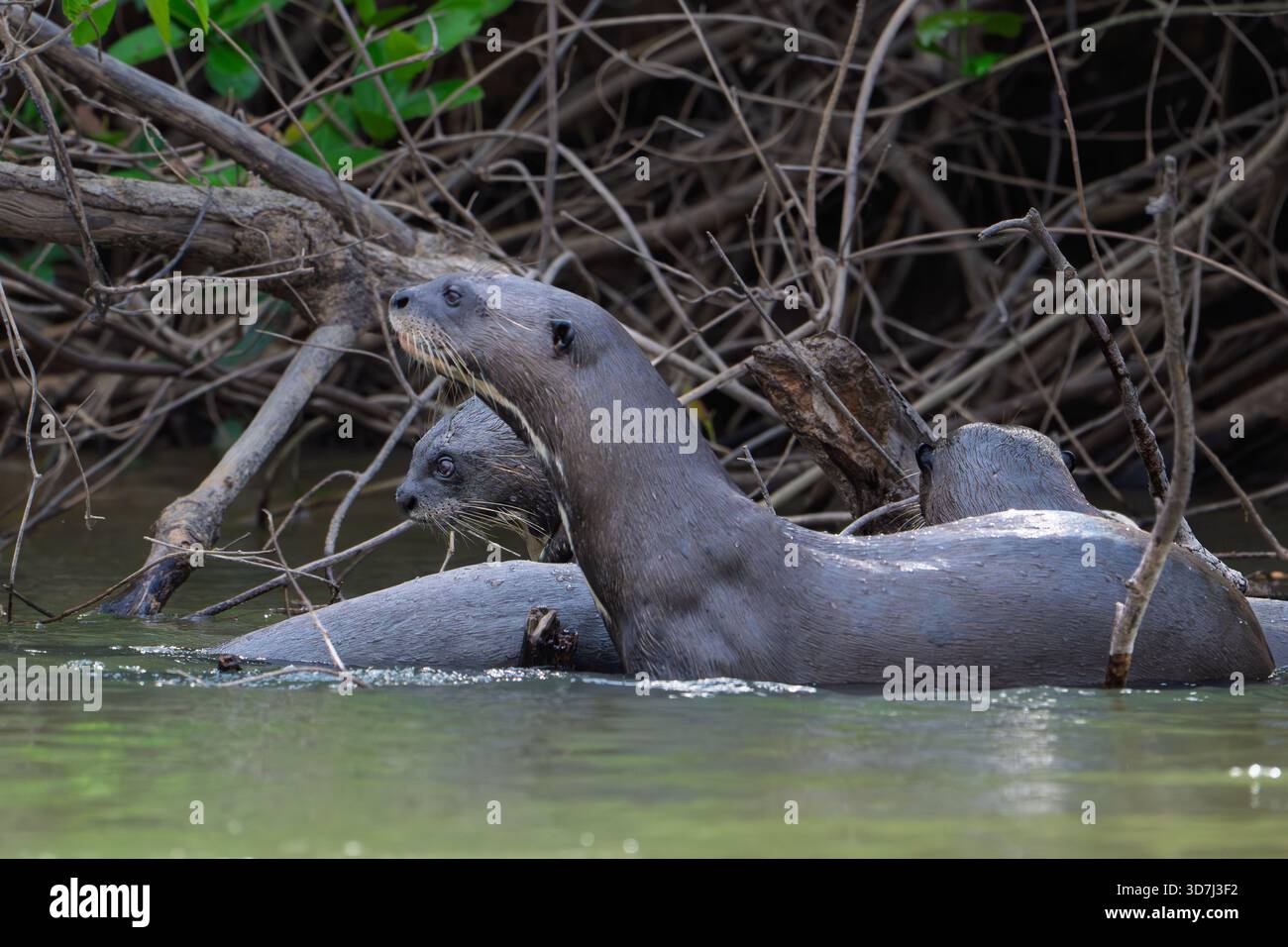 Lontra gigante del fiume (Pteronura brasiliensis) che gioca, primo piano Foto Stock