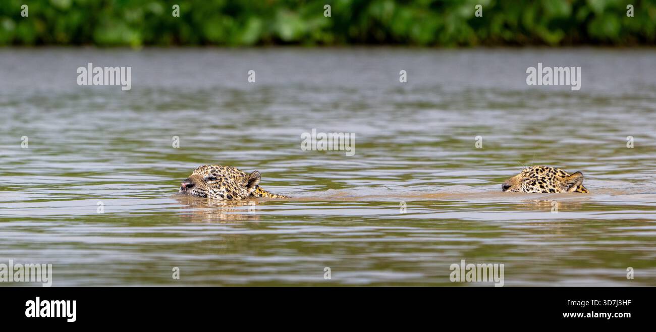Due giaguari, Panthera onca, nuotano nel fiume Pantanal, Brasile Foto Stock