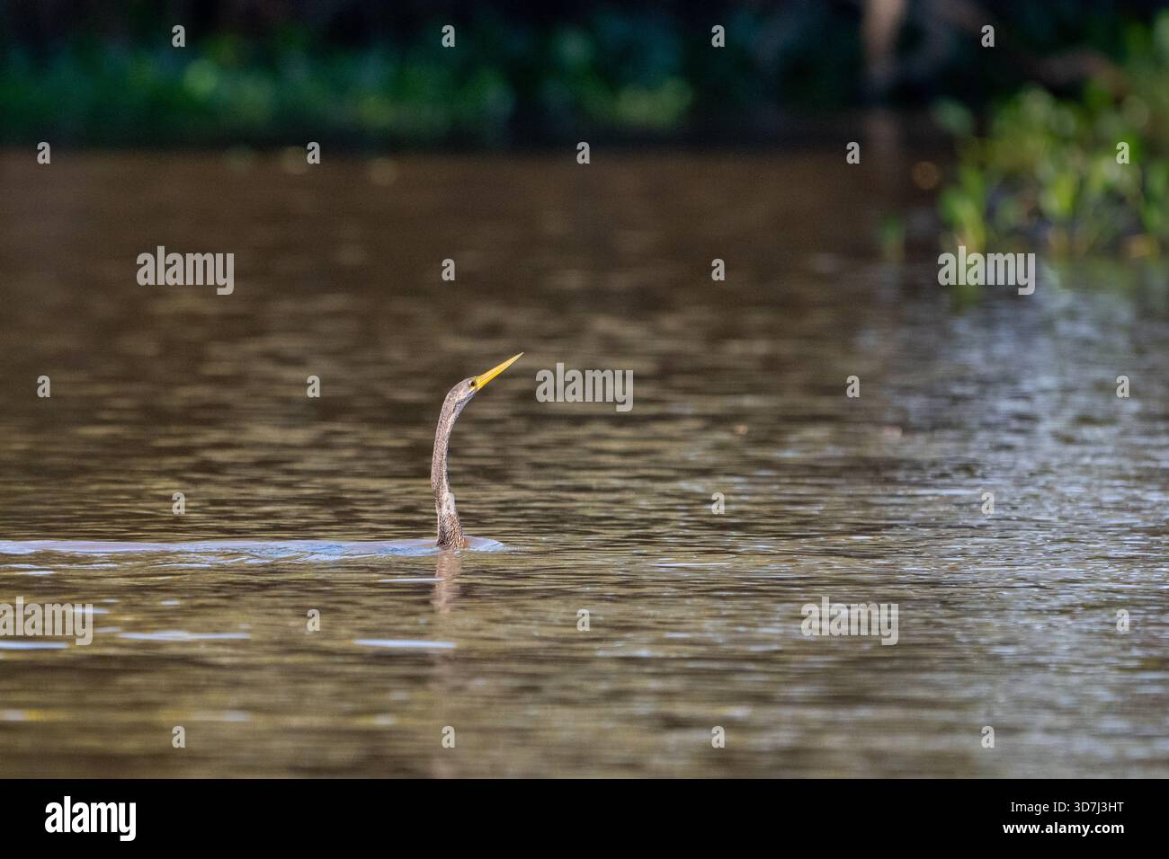 Anhinga, Snakebird o Darter (Anhinga anhinga), caccia nel fiume Foto Stock