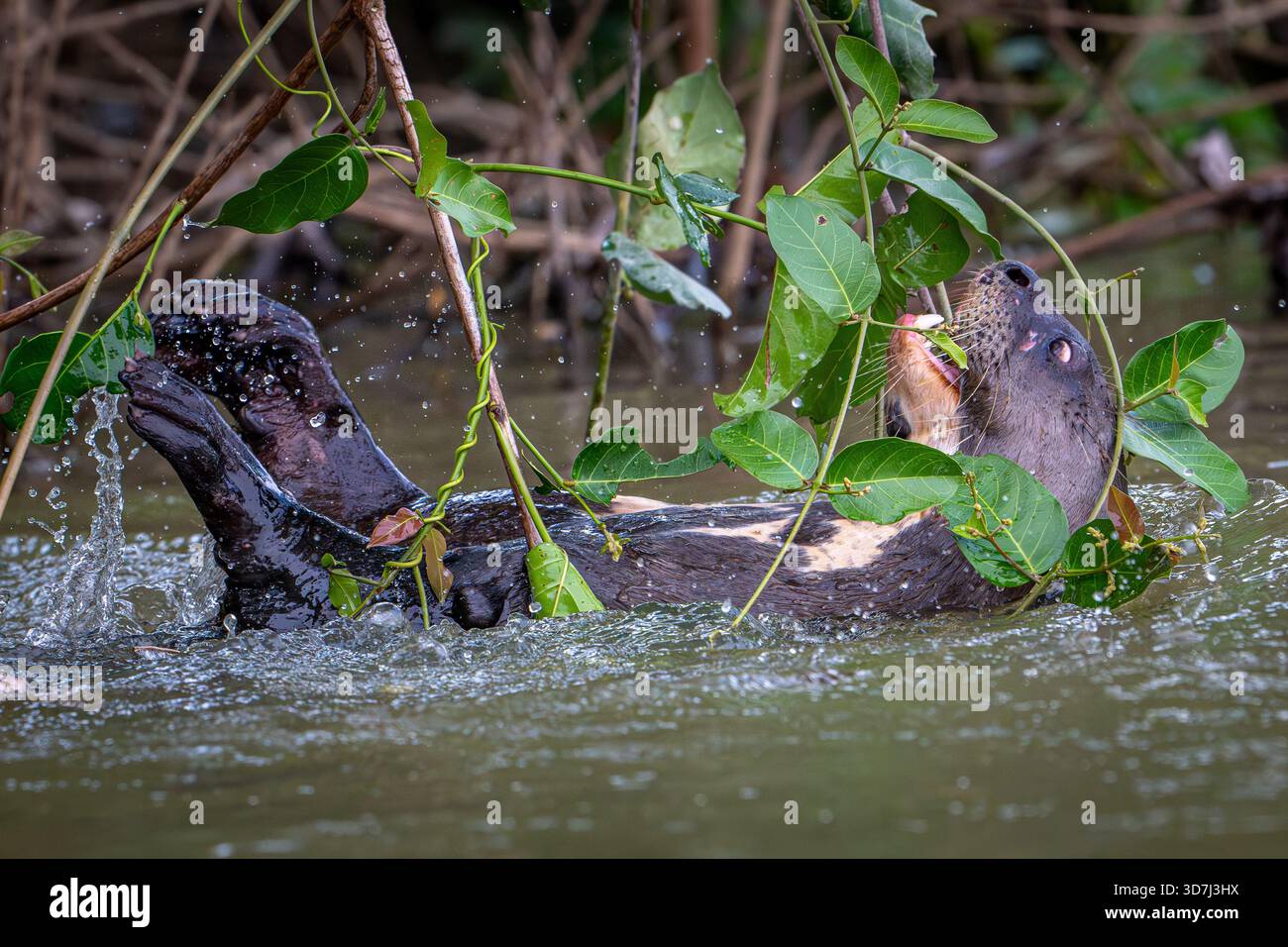 Lontra del fiume gigante in via di estinzione (Pteronura brasilienis) che gioca con la vegetazione nel fiume Foto Stock