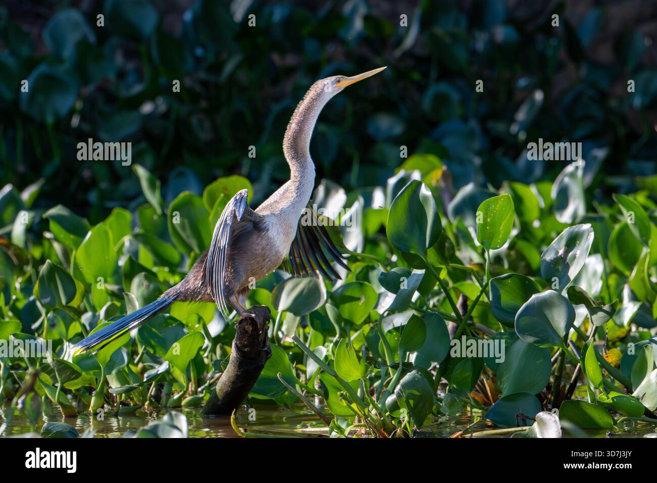 Anhinga, Snakebird o Darter (Anhinga anhinga), Ali di essiccazione Foto Stock