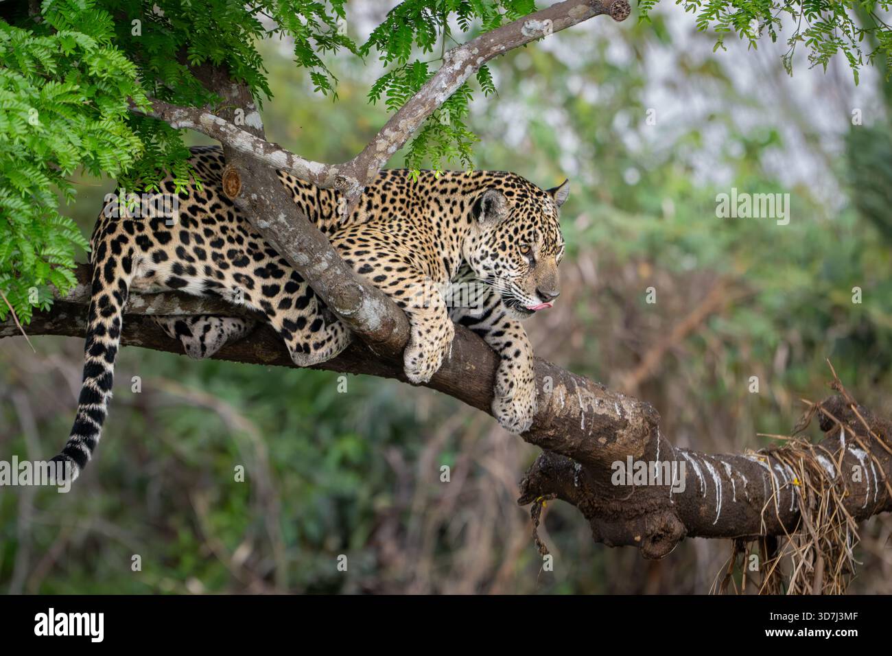 Jaguar in a Tree by River, Pantanal, Brasile Foto Stock