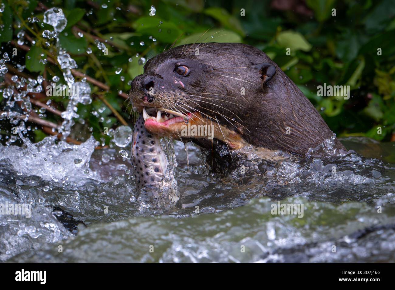 Lontra gigante (Pteronura brasiliensis) con pesci Foto Stock
