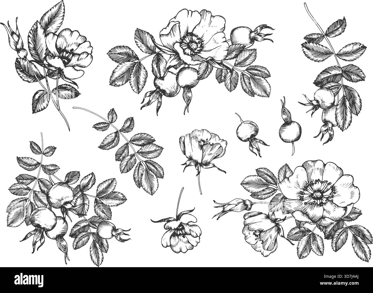 Set Rosehip di illustrazioni vettoriali di inchiostro disegnate a mano. Fiori, bacche, foglie e gemme. Illustrazione Vettoriale