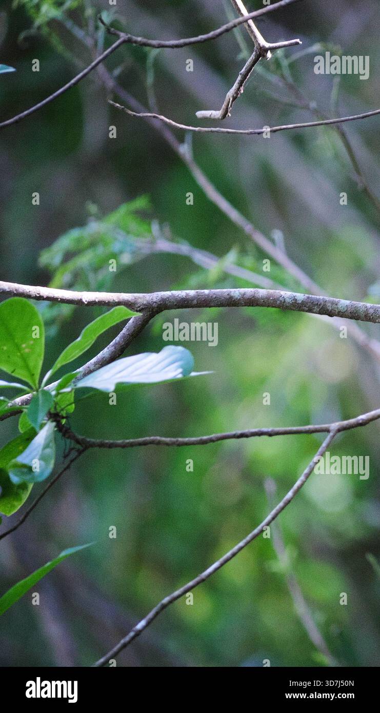 Sfondo naturale, rami, foglie e sfocato Foto Stock