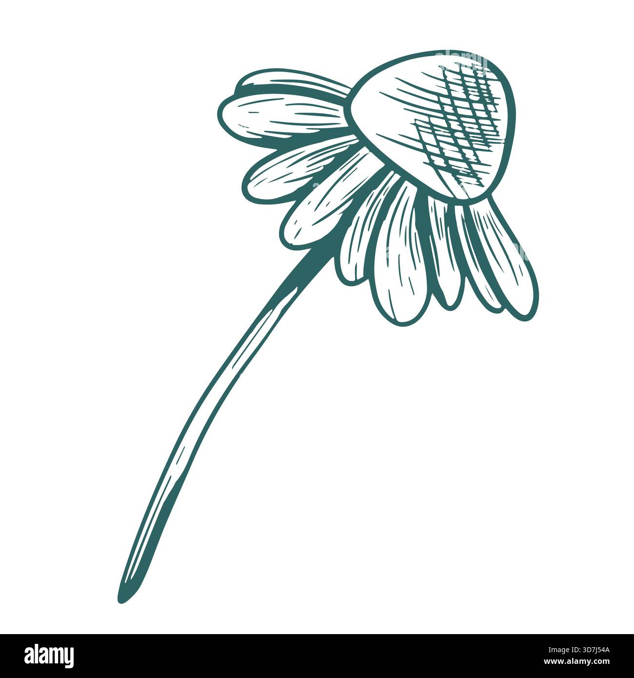 Illustrazione vettoriale di una camomilla con uno stelo. Disegnata a mano in una forma di tè trasformativa. Il disegno è nello stile dell'incisione a base di erbe. Botanico Foto Stock