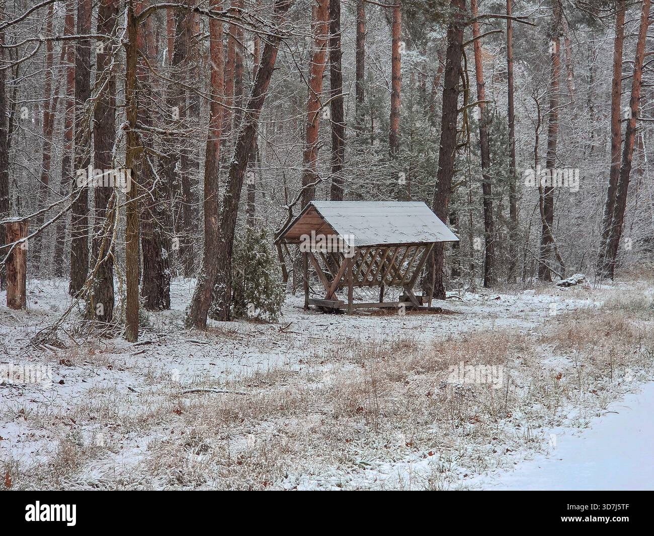 La prima neve nella foresta autunnale. Foto Stock