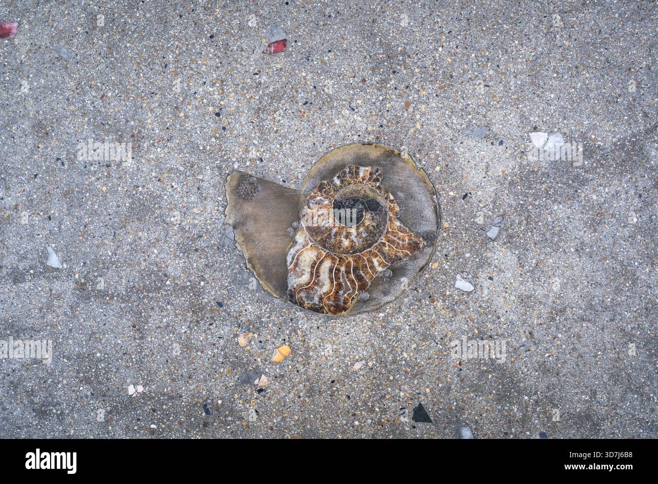 Il fossile di ammonite era attaccato al cemento per la decorazione Foto Stock