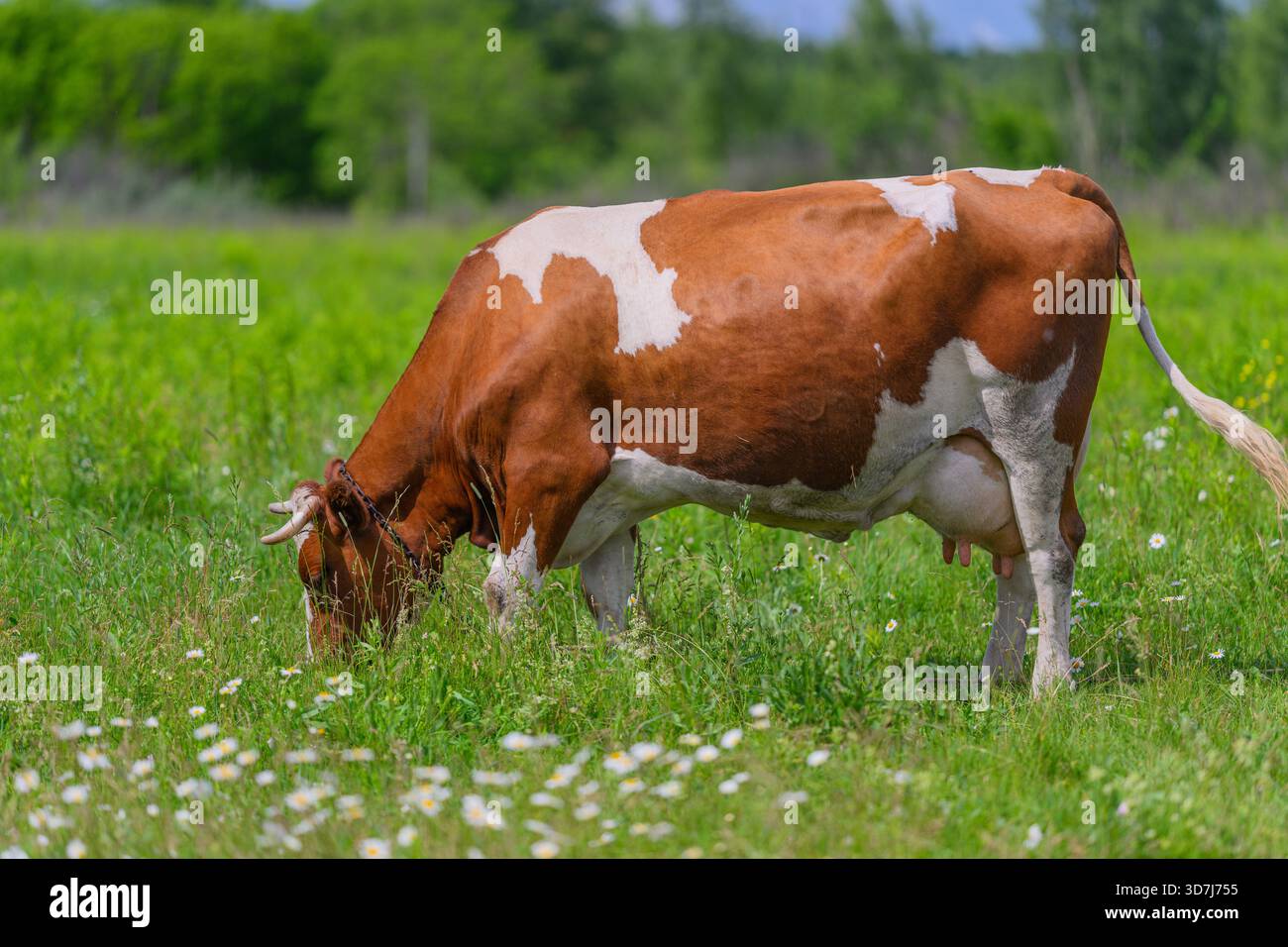 Una vacca sana che pascolava su una vibrante erba verde in un tranquillo campo rurale, incarnando fascino rurale e tranquillità Foto Stock