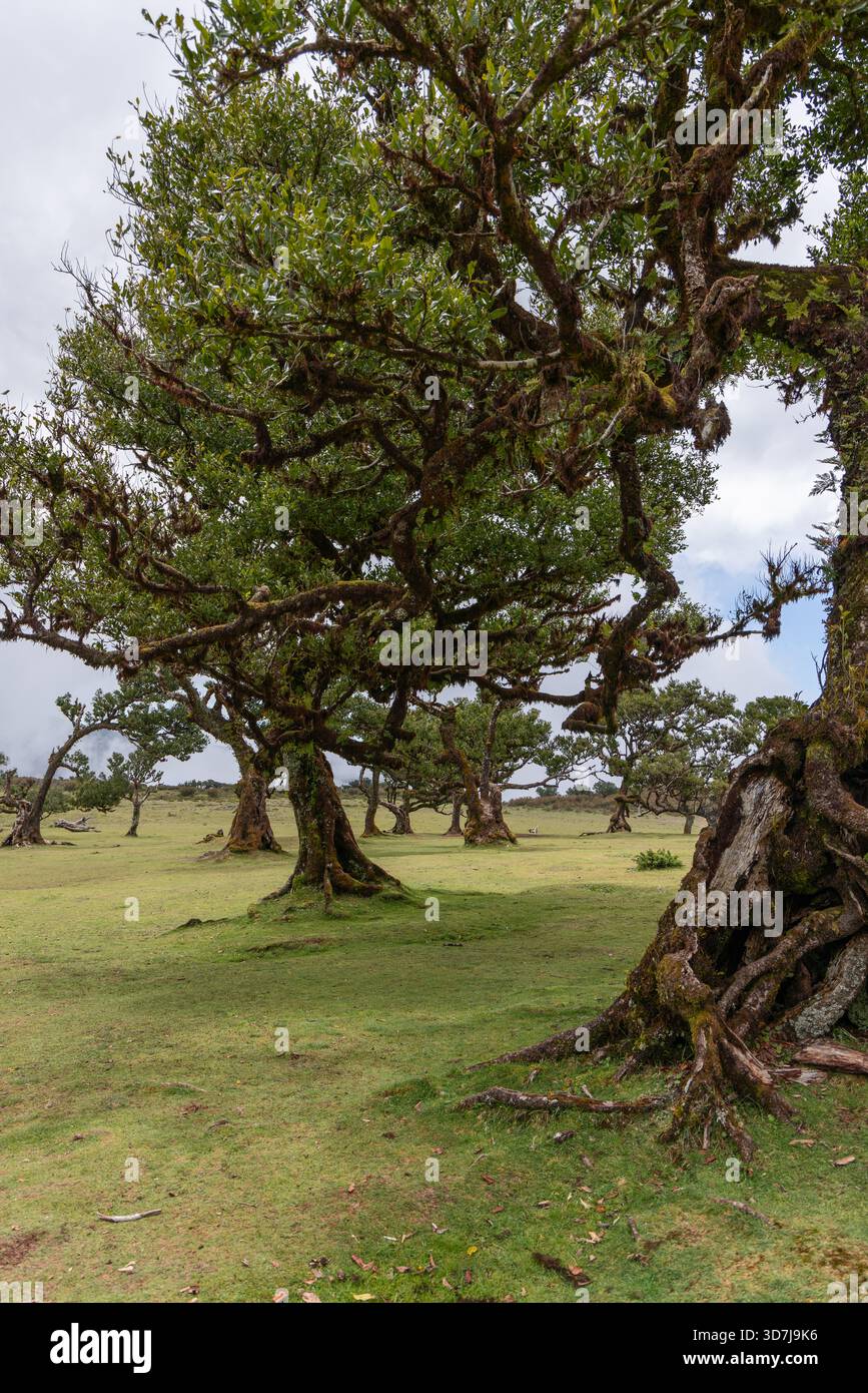 Tranquillo paesaggio della foresta di Madeira laurisilva, antichi alberi ricoperti di muschio che gettano ombre morbide sull'altopiano erboso Foto Stock