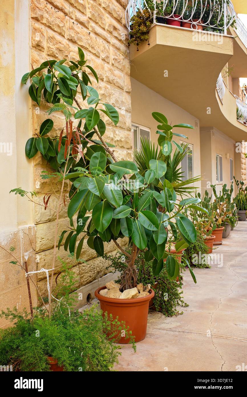 Il concetto di ecologizzazione urbana presenta un fico di gomma (Ficus elastica) e altre piante in vaso accanto a una tradizionale facciata in pietra calcarea su una strada soleggiata Foto Stock