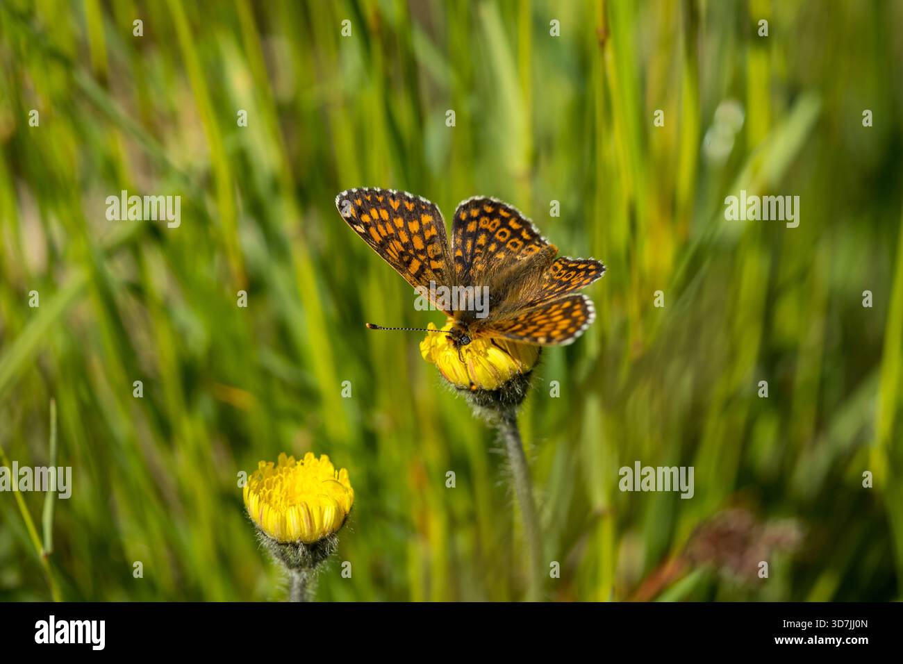 Farfalla Heath Fritillary (Melitaea athalia) mangiando nettare da fiore giallo un giorno d'estate in scandinavia, preso dall'alto Foto Stock