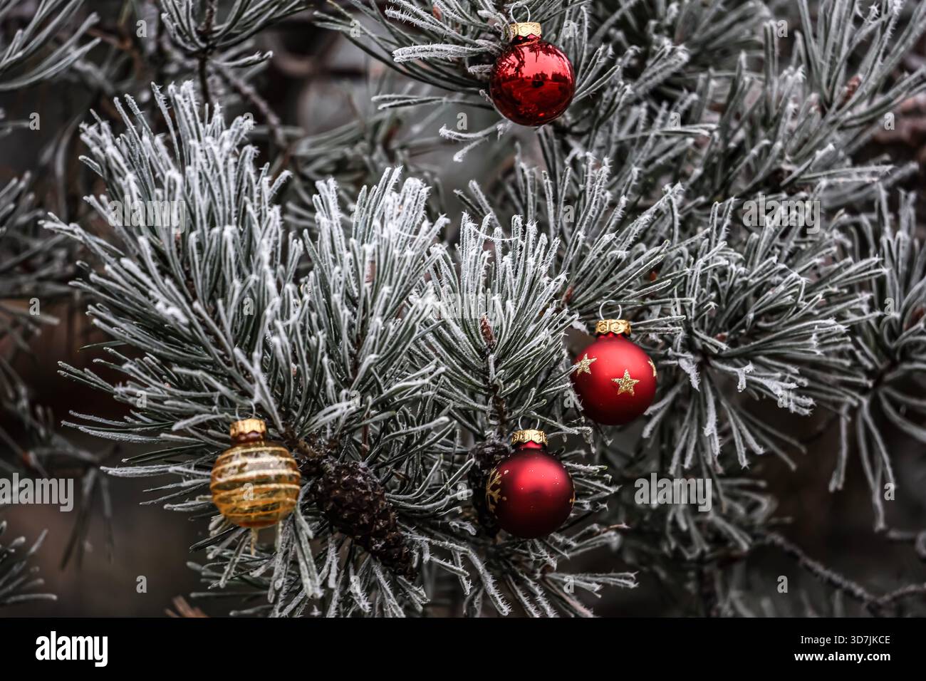 Aghi di pino ghiacciati con baule natalizie rosse che formano una composizione luminosa e festosa per le vacanze invernali. Foto Stock