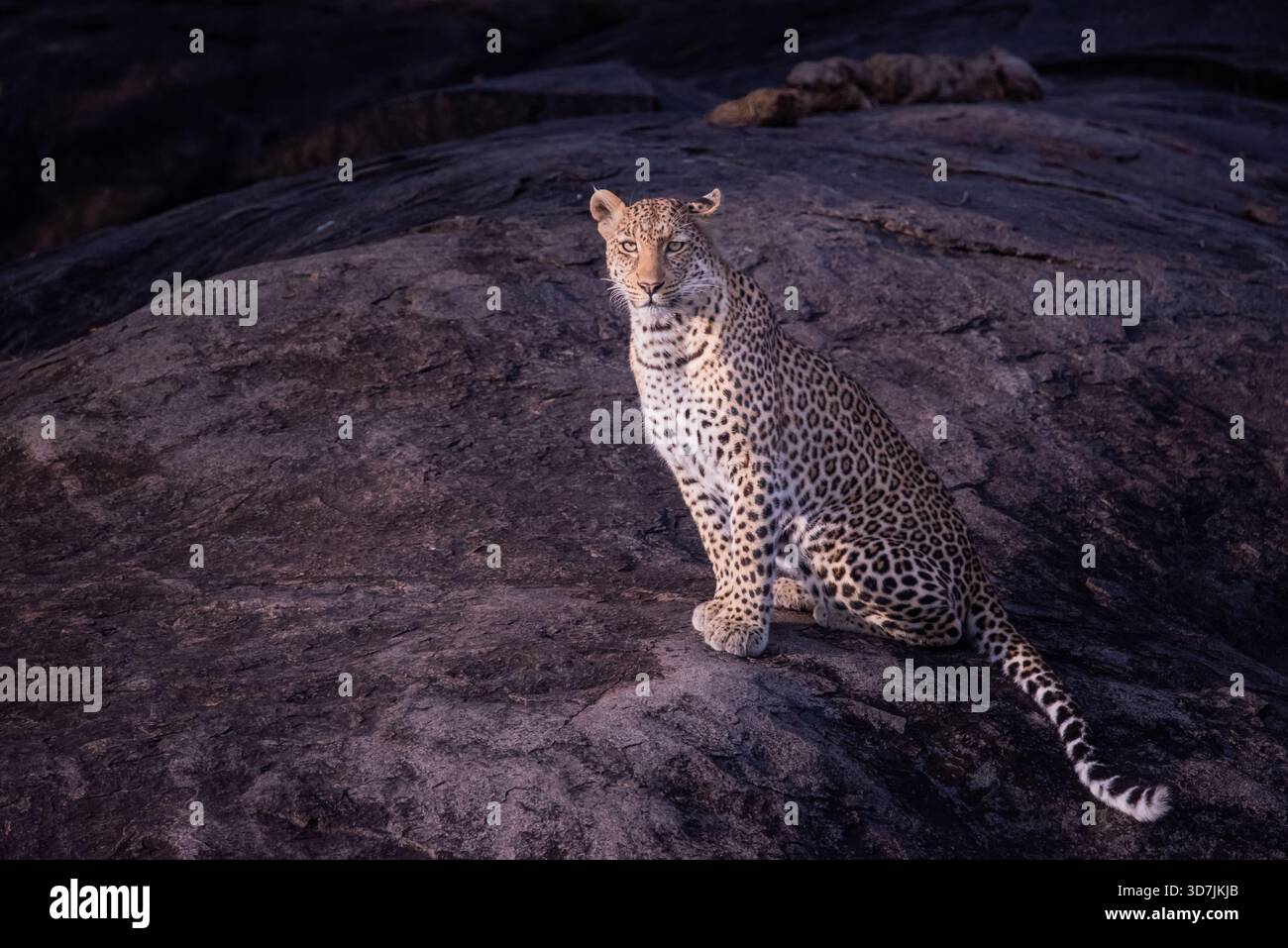 leopardo selvatico che riposa vicino all'erba alta adiacente a una grande roccia di granito. Foto Stock