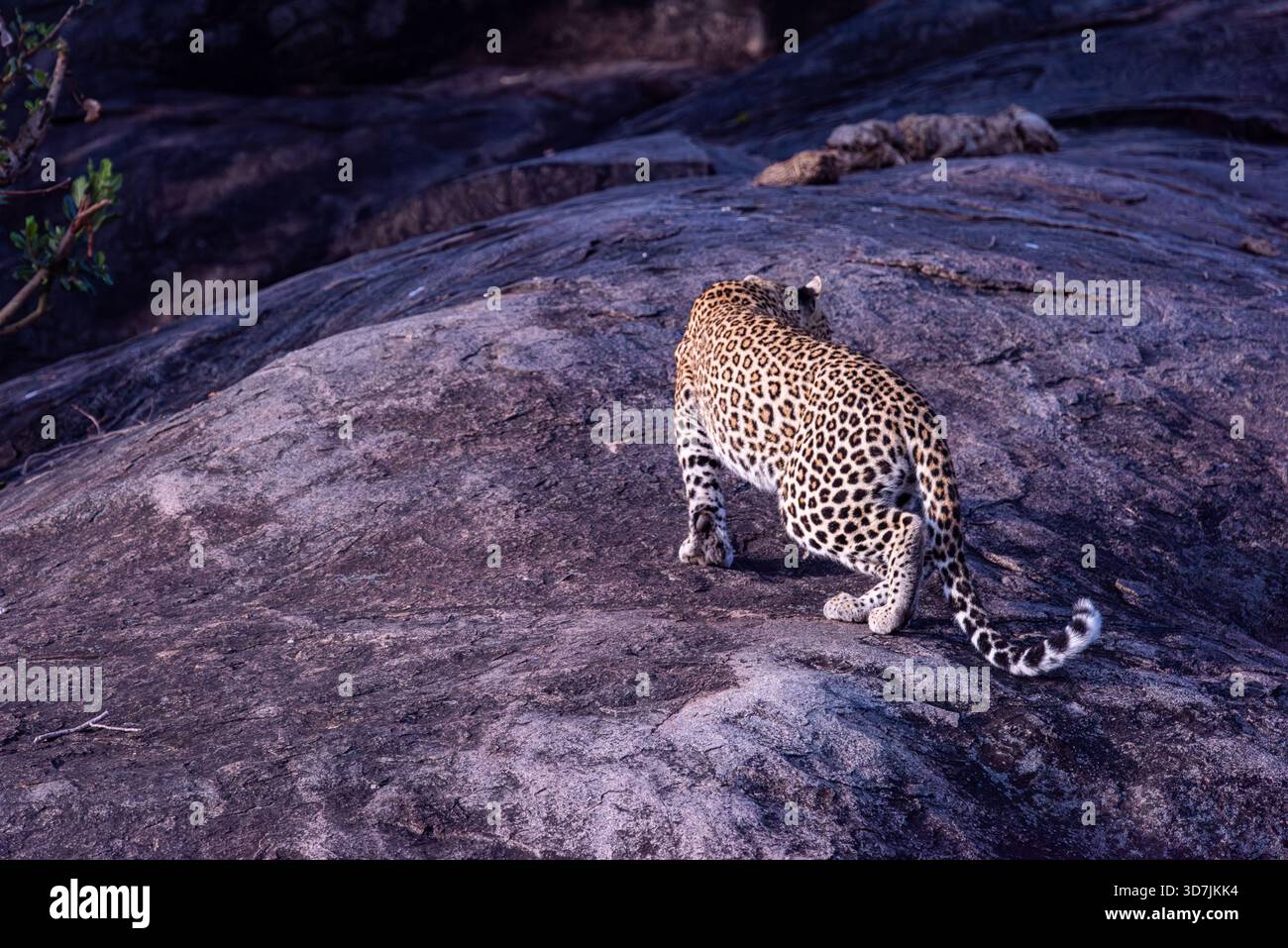 Il leopardo selvaggio dall'aspetto mozzafiato ha scalato questa massiccia roccia e sceso senza fermarsi. Il posto giusto, il momento giusto per l'osservatore. era una performance. Foto Stock