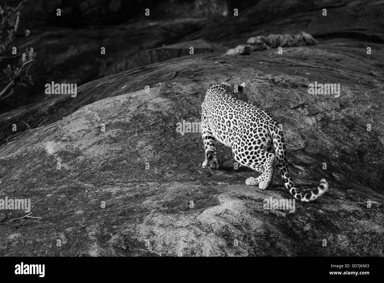 Il leopardo selvaggio dall'aspetto mozzafiato ha scalato questa massiccia roccia e sceso senza fermarsi. Il posto giusto, il momento giusto per l'osservatore. era una performance. Foto Stock