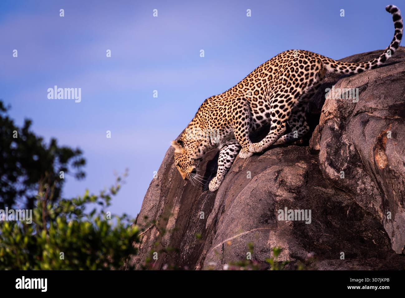 Il leopardo selvaggio dall'aspetto mozzafiato ha scalato questa massiccia roccia e sceso senza fermarsi. Il posto giusto, il momento giusto per l'osservatore. era una performance. Foto Stock