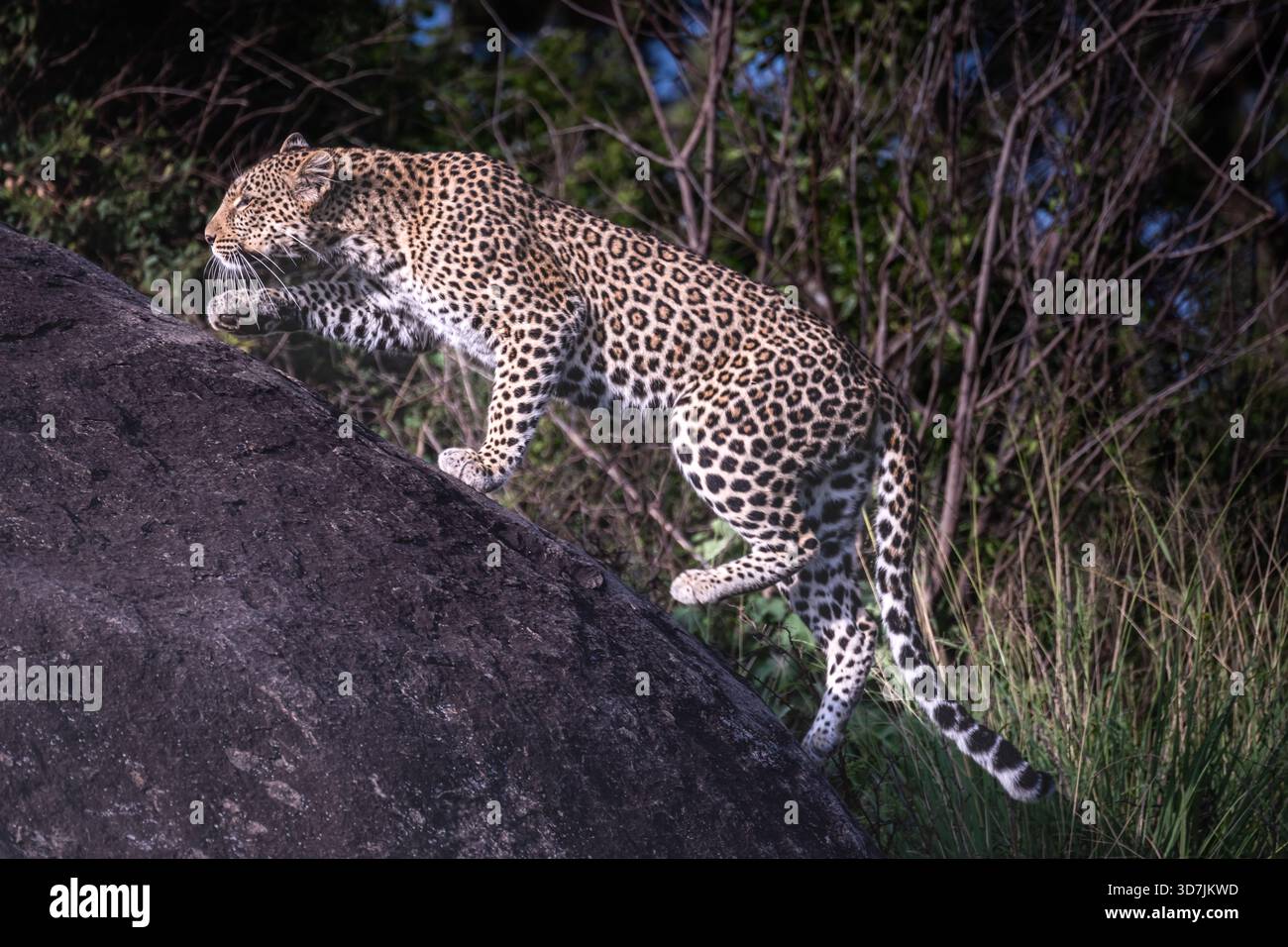 Il leopardo selvaggio dall'aspetto mozzafiato ha scalato questa massiccia roccia e sceso senza fermarsi. Il posto giusto, il momento giusto per l'osservatore. era una performance. Foto Stock