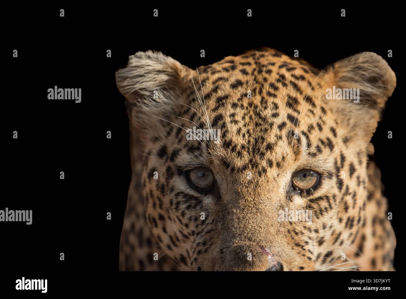 primo piano della testa di un leopardo. Foto Stock