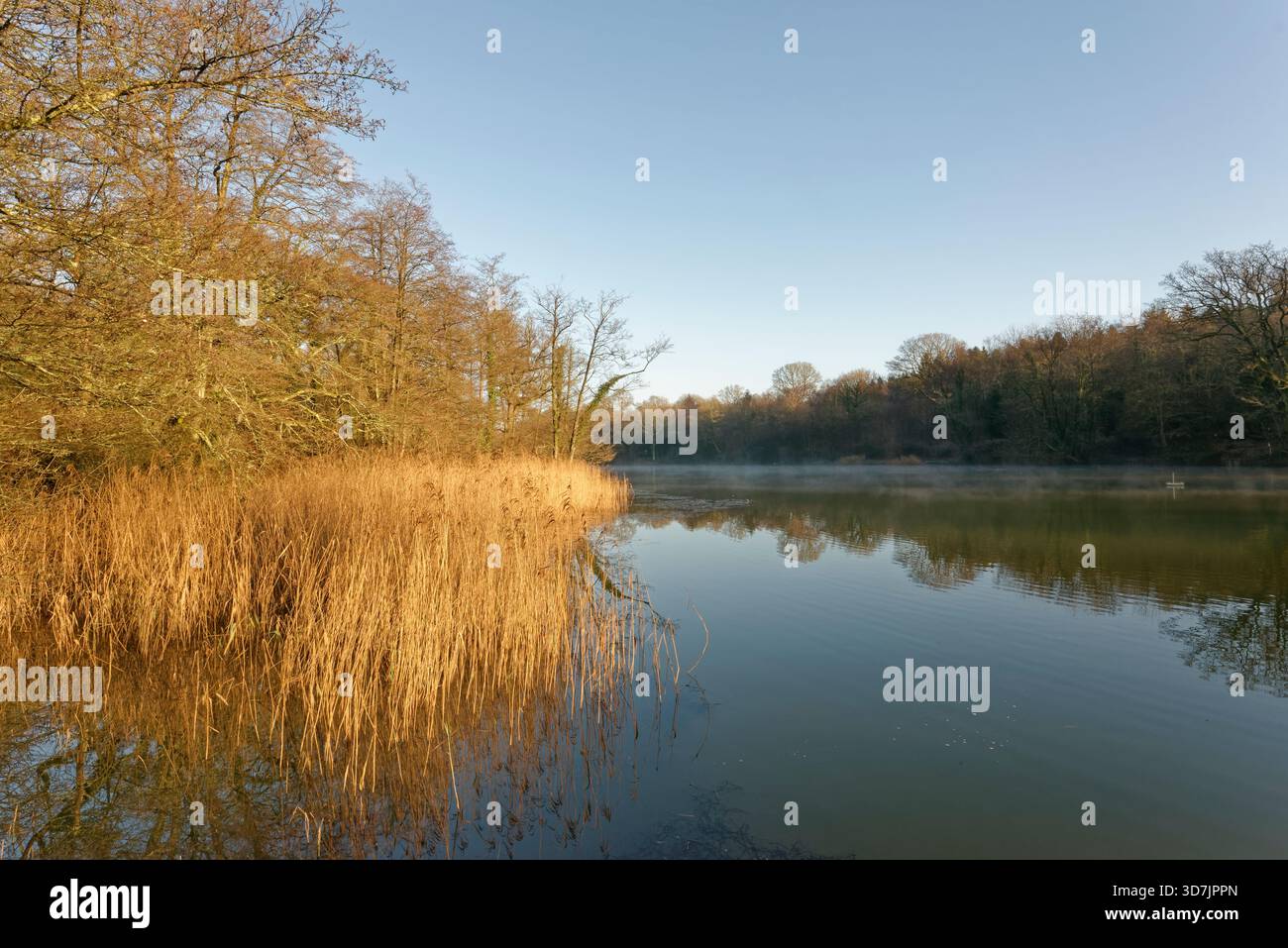 Lower Cannop Pond alla luce dell'alba in inverno, Forest of Dean, Gloucestershire, Regno Unito, novembre 2024. Foto Stock