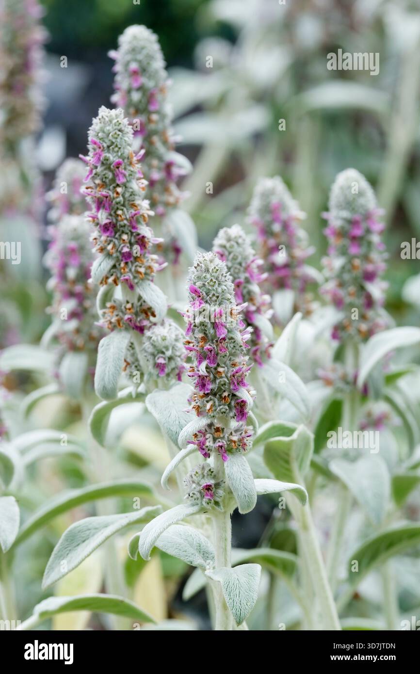 Stachys byzantina, orecchie di agnello, foglie oblunghe-ellittiche, piccoli gambi di wooley, fiori viola/rosa sui gambi Foto Stock