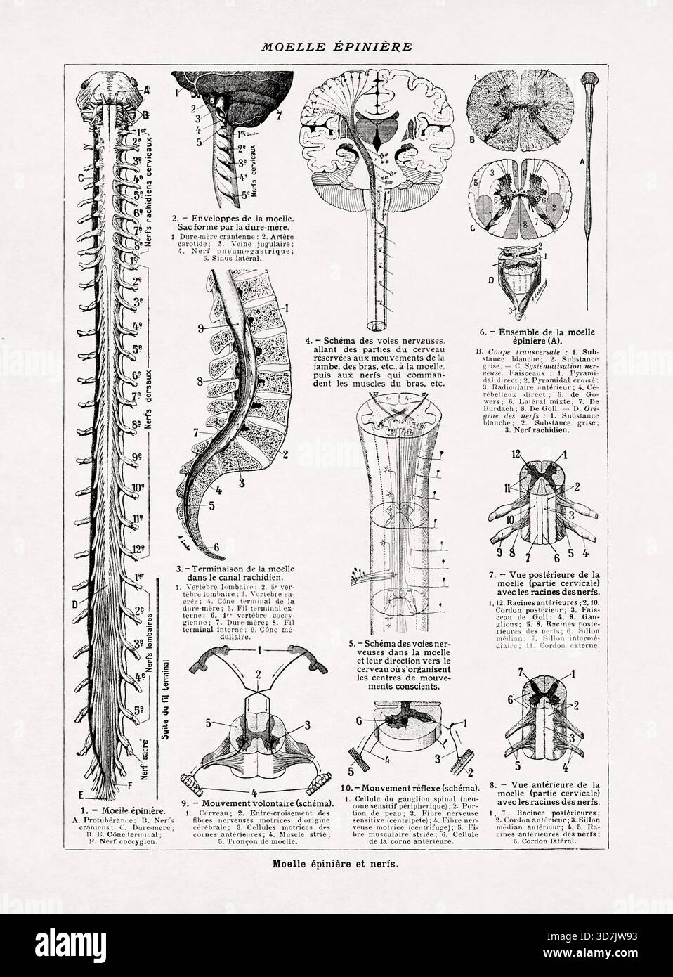 Illustrazione medica di René Lebond che mostra l'anatomia del midollo spinale e dei nervi da un vecchio dizionario francese. Foto Stock
