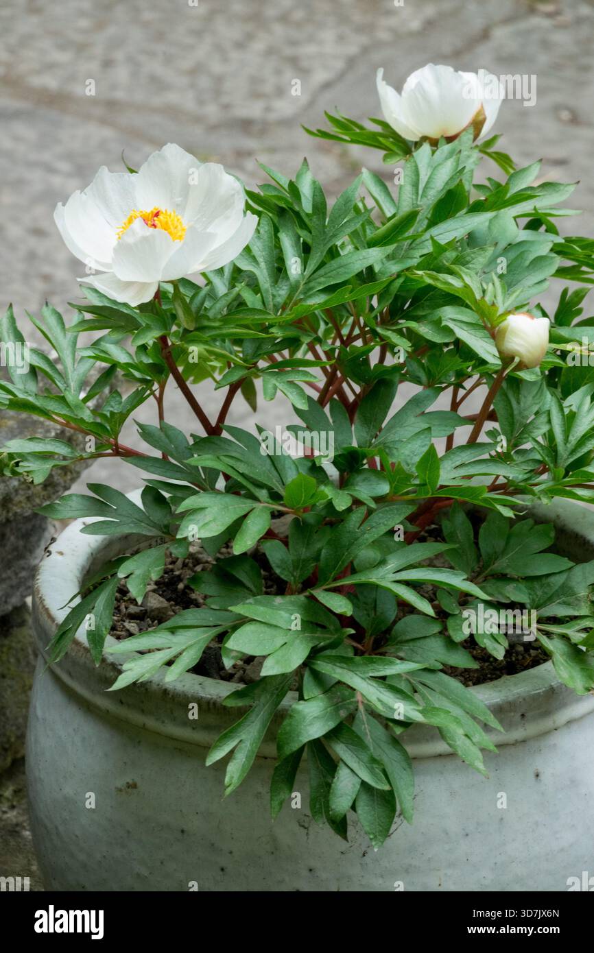 Peonia bianca in fiore, pentola nel patio Foto Stock