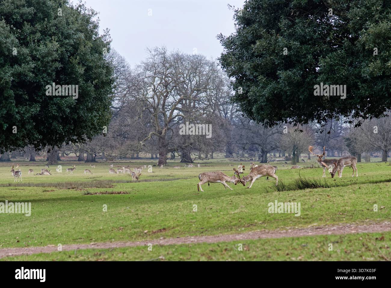 Il daino (Dama dama) stende che bloccano le corna mentre combattono durante il rut, Powderham Castle Deer Park, Devon, Regno Unito, gennaio. Foto Stock
