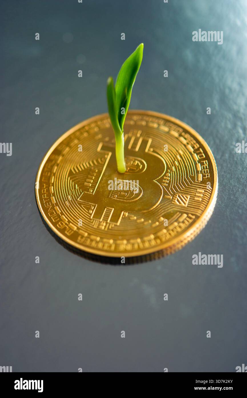 Germoglio verde che emerge da una moneta Bitcoin, simboleggia la crescita e il rinnovamento delle criptovalute Foto Stock