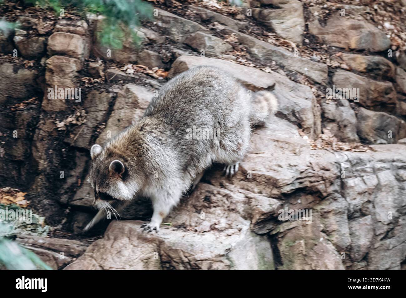 Raccoon che cammina sulle rocce in un habitat all'aperto Foto Stock