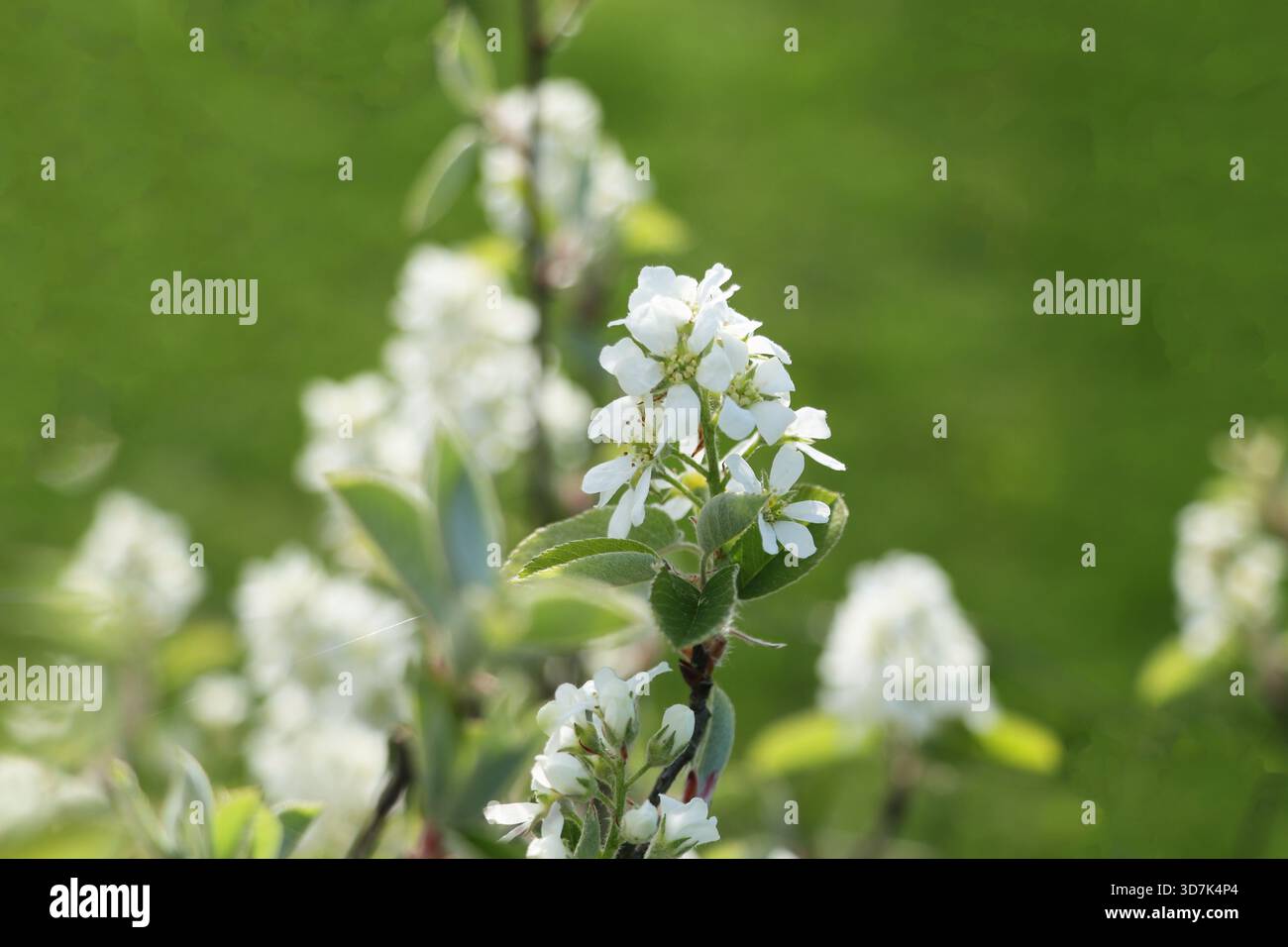 L'albero di Amelanchier fiorisce nel giardino. Sfondo primaverile. Foto Stock