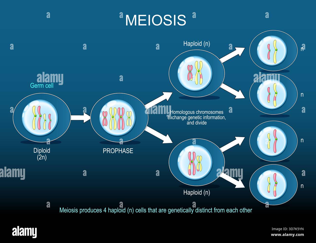 La meiosi produce n cellule aploidi geneticamente distinte l'una dall'altra. Cellula germinale. Processo di divisione cellulare. Scambio omologo di cromosomi g Illustrazione Vettoriale