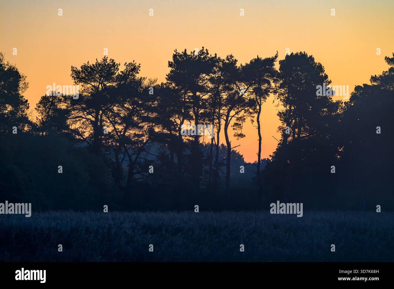 Alberi sagomati contro un'alba colorata al lago Chew Valley, North Somerset, Regno Unito Foto Stock