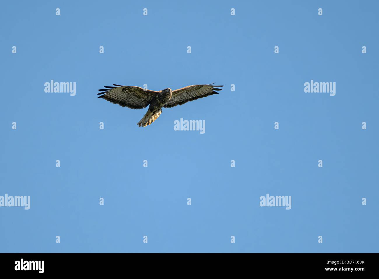 Il bucato comune (Buteo buteo) si innalza sui livelli del Somerset, Inghilterra, Regno Unito, in una giornata di sole. Foto Stock
