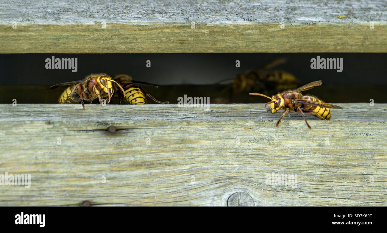 Due calabroni europei (Vespa crabro) su una struttura in legno intemprata a Somerset Levels, Inghilterra, Regno Unito. Foto Stock