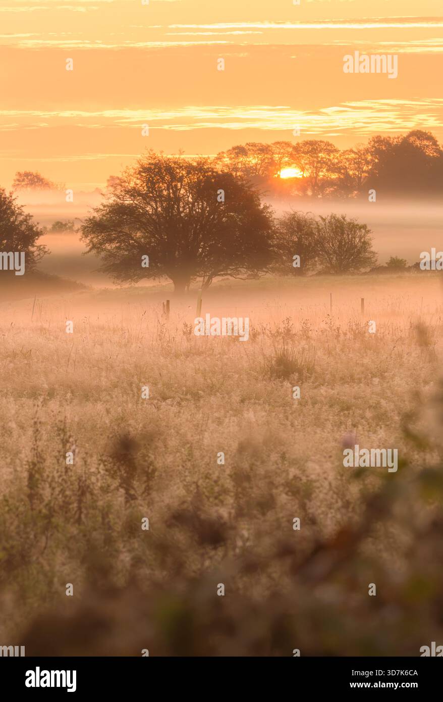 La mattina presto nebbia attraversa i campi all'alba sui livelli del Somerset, con luce soffusa sull'alba sulle Mendip Hills, Inghilterra, Regno Unito Foto Stock