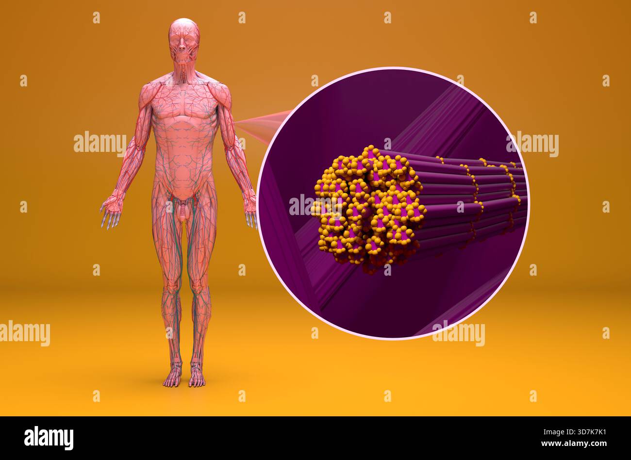 Tessuto muscolare scheletrico nel corpo umano - 3D illustrazione vista isometrica Foto Stock